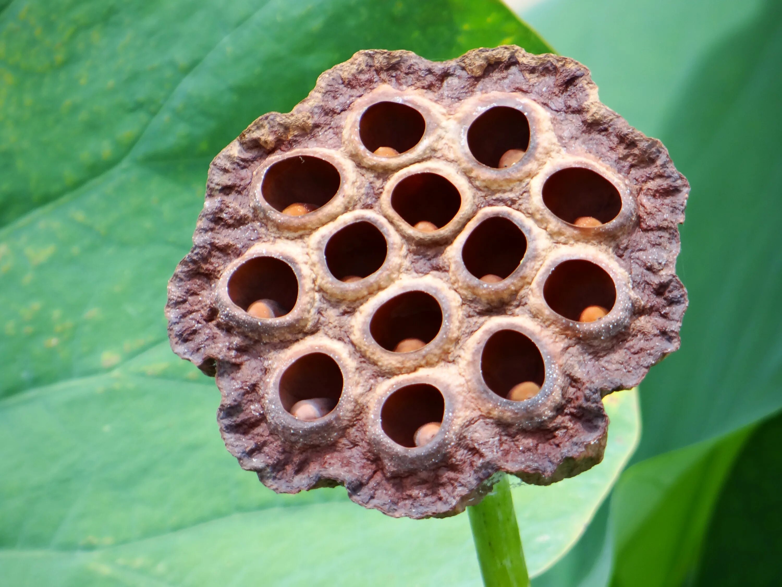С помощью маленького отверстия. Трипофобия цветок лотоса. Плод лотоса трипофобия. Трипофобия осиное гнездо.