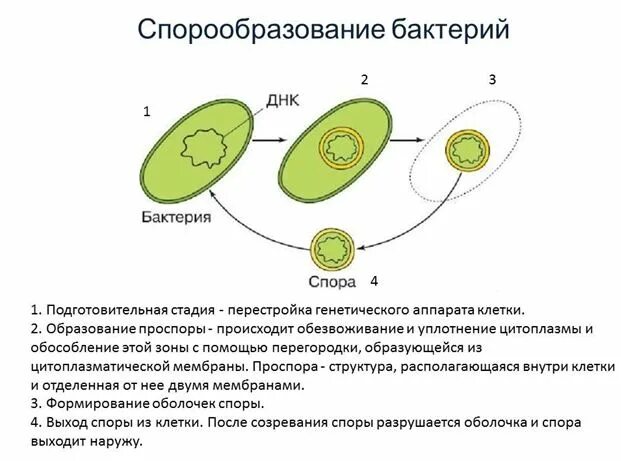 Споры бактерий служат для размножения. Механизм спорообразования у бактерий. Схема спорообразования у бактерий. Стадии спорообразования у бактерий микробиология. Процесс спорообразования у бактерий.