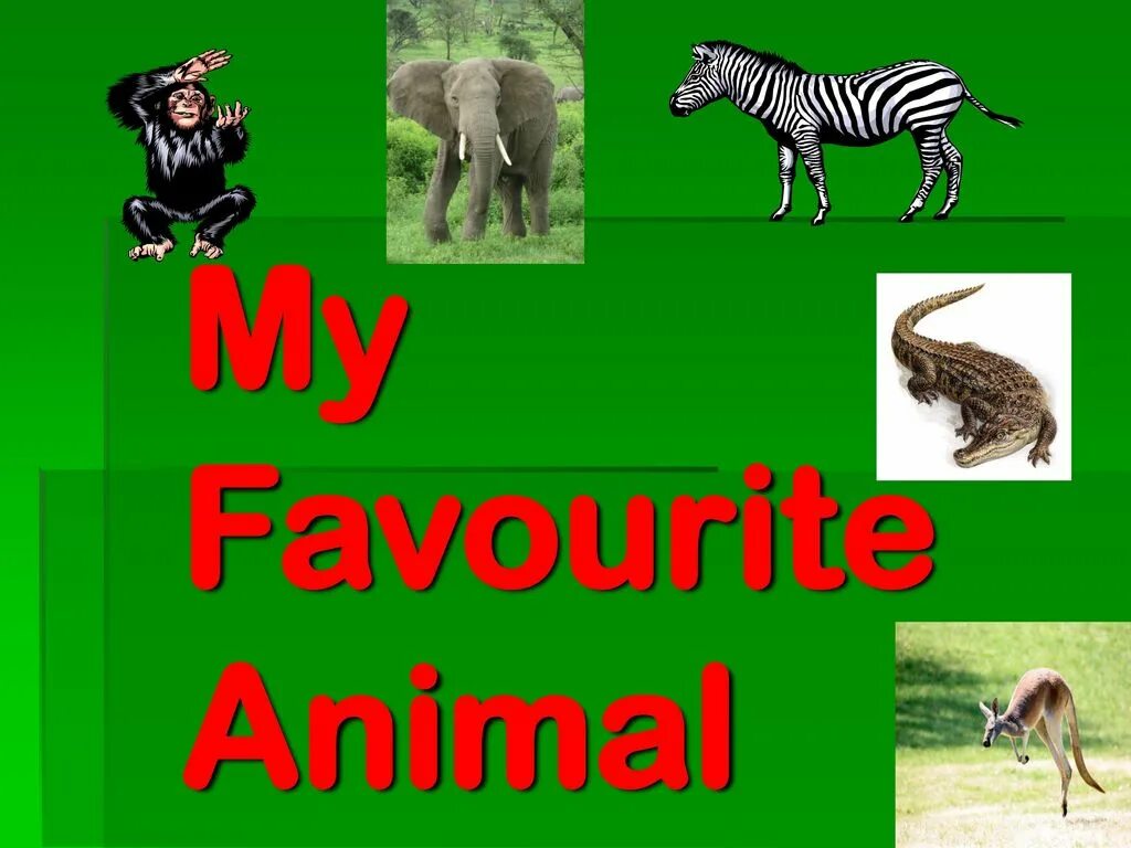 Английский язык 3 класс дикие животные. Проект my favourite animal. Проект на тему my favourite animal. My favourite animal 4 класс. My favourite animal 3 класс английский язык.