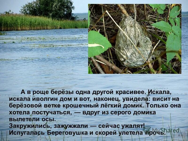 В этой роще березовой заболоцкий. Березовая роща стих заболоцкого. Стихотворение есенина роща золотая. Заболоцкий березовая роща. В этой роще березовой текст.