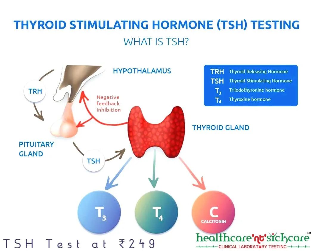 Гормоны щитовидной железы TSH. Исследование уровня тиреотропного гормона ТТГ В крови. Гипофункция тиреотропного гормона. Щитовидка ТТГ.