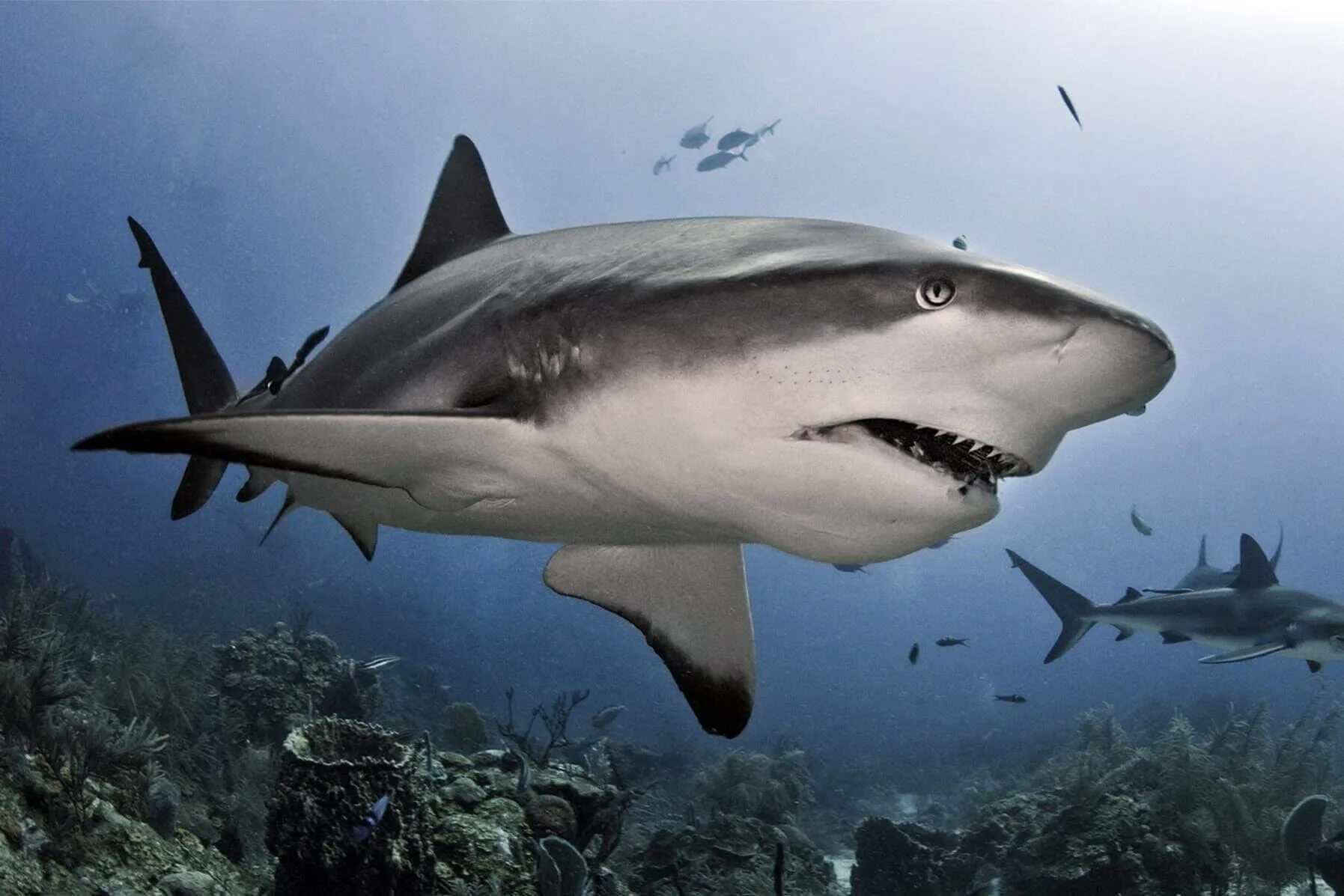 Какую скорость развивает белая акула. Мадагаскарская острозубая акула. Хрящевые рыбы акулы. Острозубая Песчаная акула. Карибская рифовая акула.