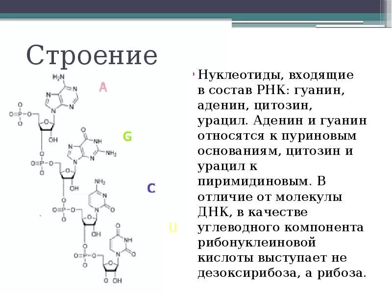 Какая формула молекулы днк. Строение нуклеотида РНК. Формула нуклеотида РНК. Строение нуклеотида рек. Структура РНК формула.