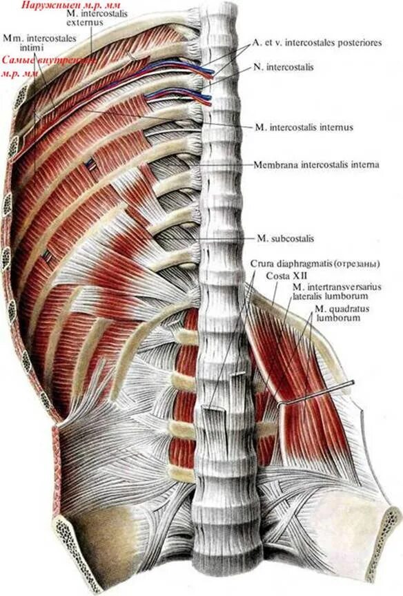 Мышцы грудины анатомия Синельников. Наружные и внутренние межреберные мышцы анатомия. Фасции мышц живота груди спины. Межреберные мышцы спины анатомия.