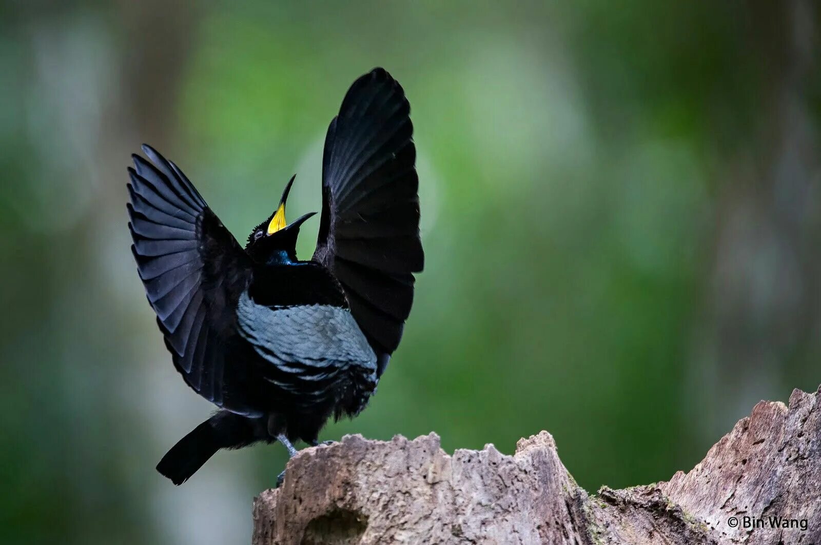 Nice birds. Щитоносная Райская птица Виктории Ptiloris victoriae. Райская лофорина. Лофорина Суперба птица.