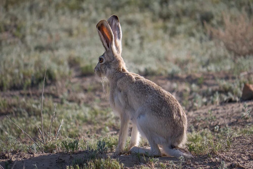 степной заяц русак. заяц-русак. заяц русак в волго-ахтубинской пойме. зайцеобразные заяц русак. заяц русак карелия.
