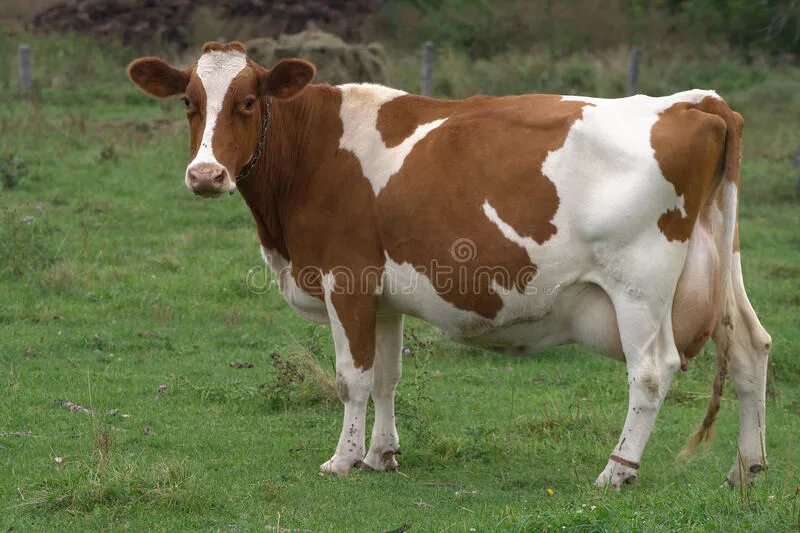 Животные на адыгейском языке. Какие звуки издает корова. Какие звуки издает корова. Какие звуки издает корова. Какие звуки издает корова.