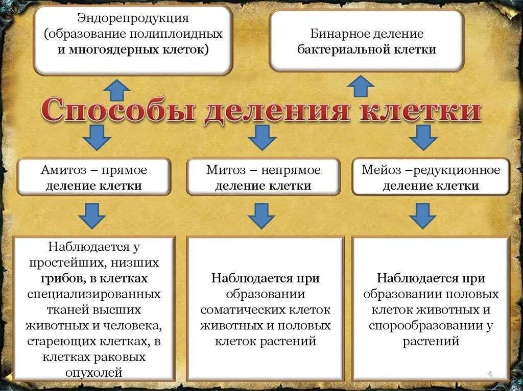 Биологическое значение деления клеток виды деления клеток. Основной способ деления. Назовите способы клеточного деления. Типы деления клетки амитоз. Способы образования клеток.