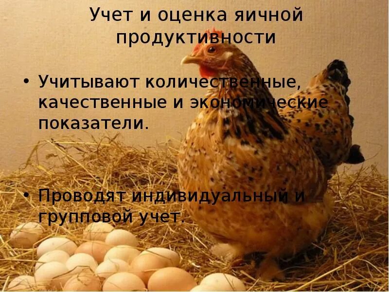 Продуктивность яиц. Яичная продуктивность. учет яичной продуктивности.