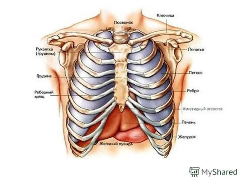 Анатомия грудной клетки человека с органами. Органы между ребер. Строение грудной клетки спереди. Легкие между ребер