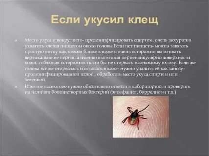 Что будет если тебя укусит