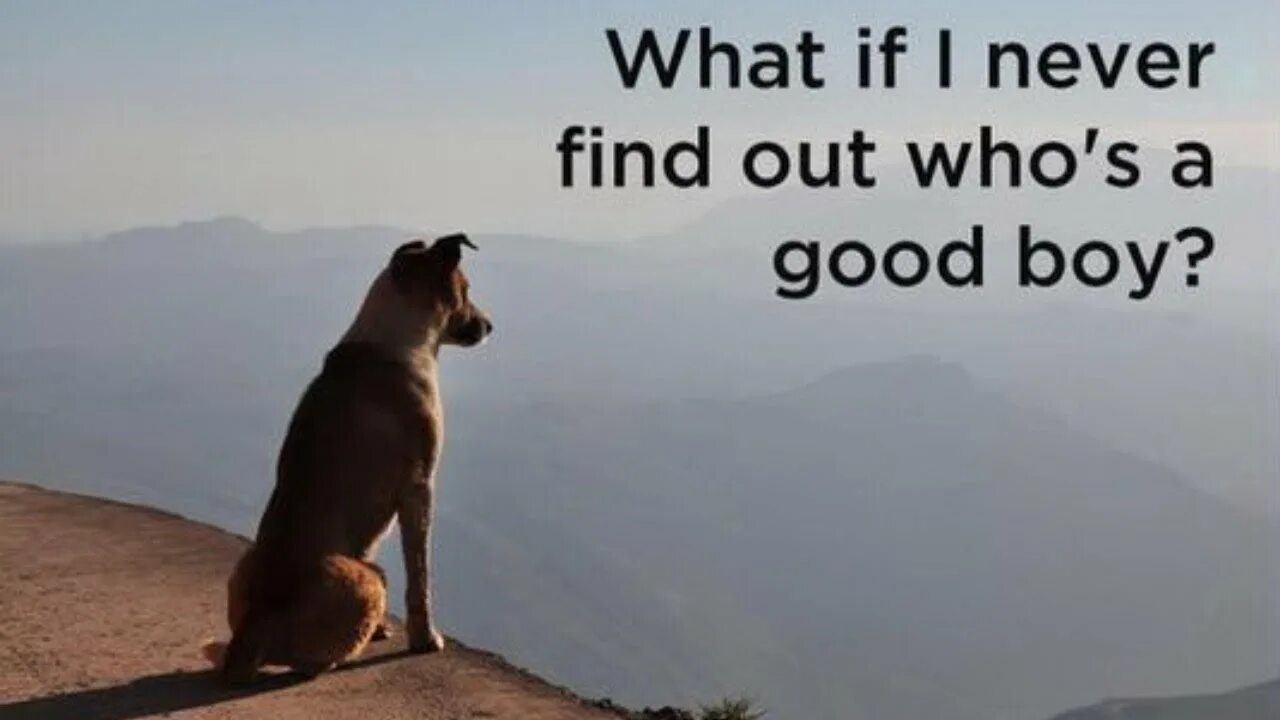 What is a good boy