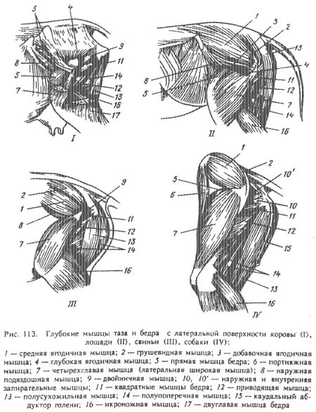 Мышцы грудной конечности лошади с латеральной и медиальной. Мышцы плечевого сустава животных. Мышцы плечевого сустава животных. Мышцы тазовой конечности крс. Мышцы плечевого сустава животных.