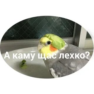Лови мой телеграм