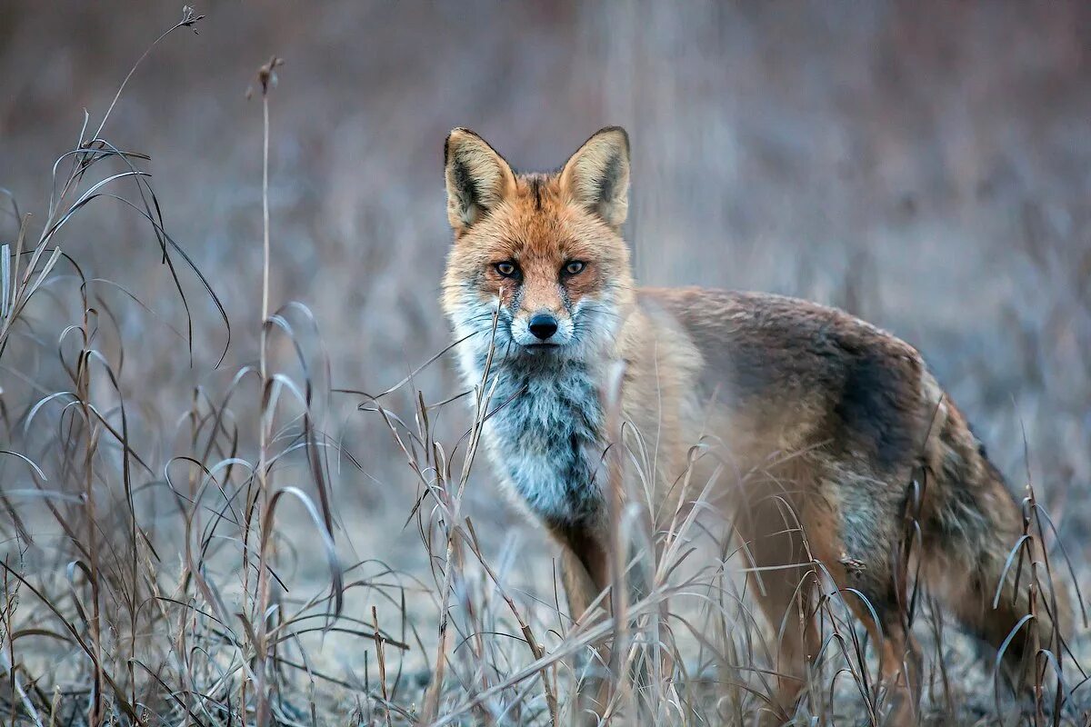 Животные на территории города. Белки в битцевском лесу. Пятнистые олени московской области. Приокско-террасный заповедник зубры. Лесные животные.
