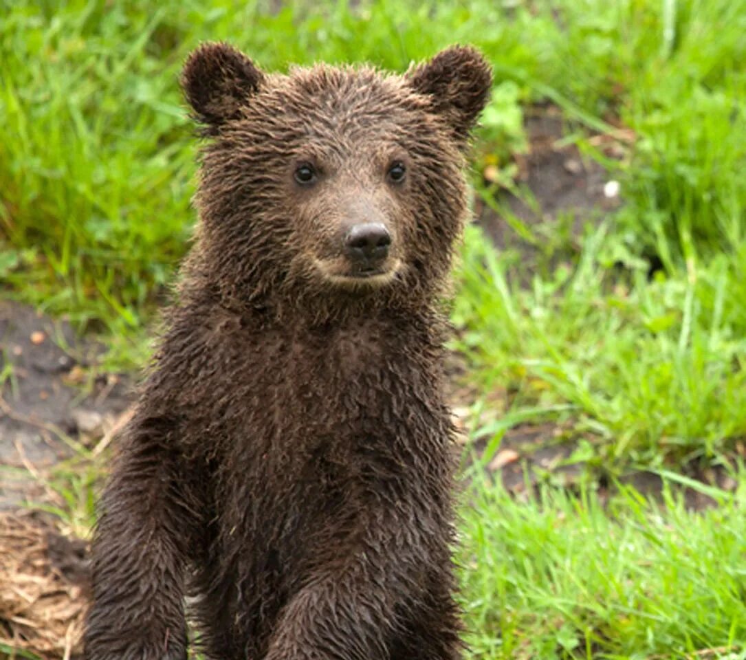 Маленькие картинки медведя. Бурый Медвежонок. Бурый медведь. Маленький бурый Медвежонок. Медведь коричневый.