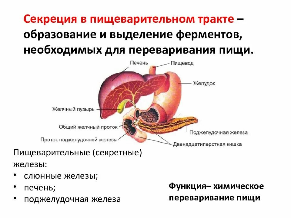 Тип секреции печени. Пищеварительная система печень строение. Функции поджелудочной железы секреция пищеварительных ферментов. Строение пищеварительных желез:печени. Железы внешней секреции пищеварительной системы.