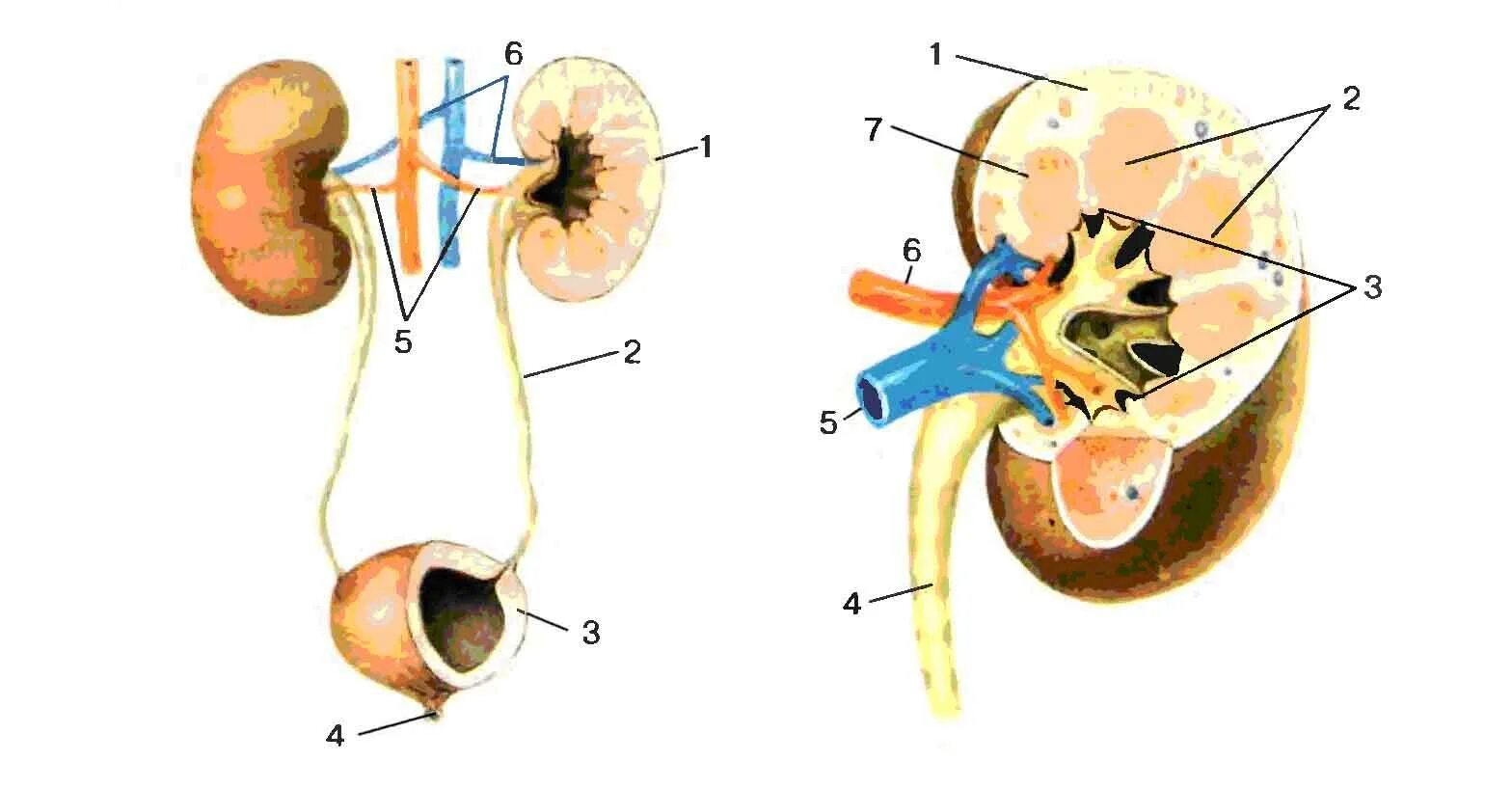Основной орган мочевыделительной системы человека. Выделительная система строение почки. Анатомия мочевыделительной системы строение почки. Почки и выделительная система биология 8 класс. Схема строения мочевыделительной системы человека.