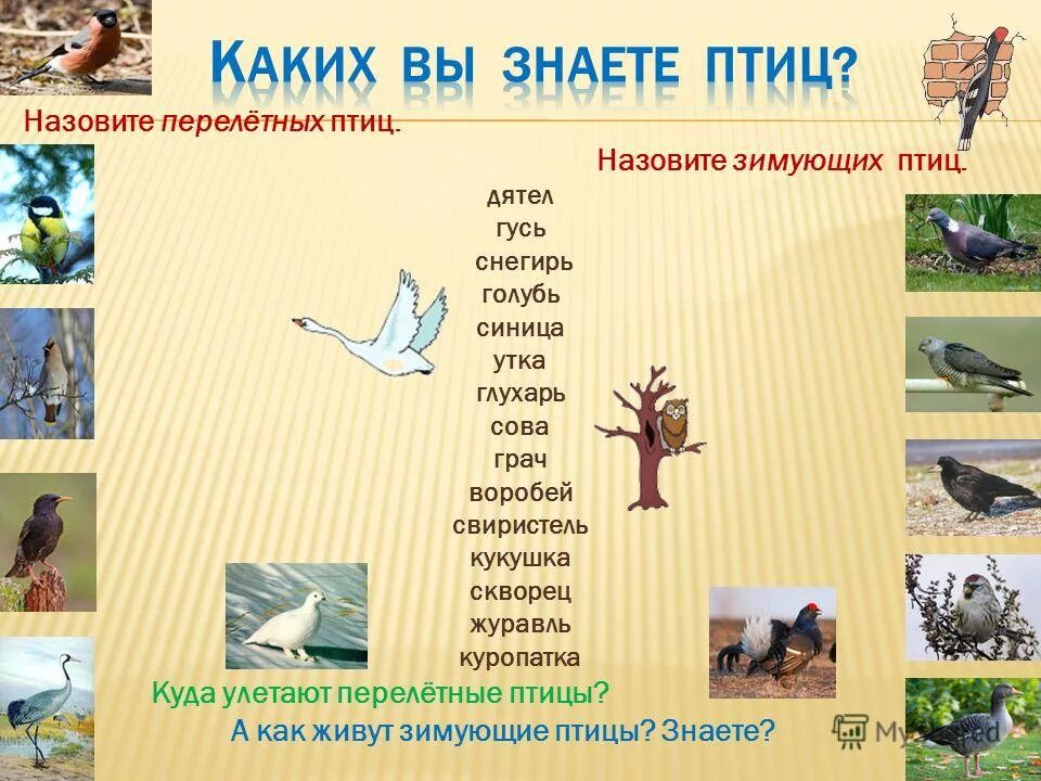 птицы россии. будем называть птиц. места обитания птиц. назови птиц. школьник обзывает птиц.