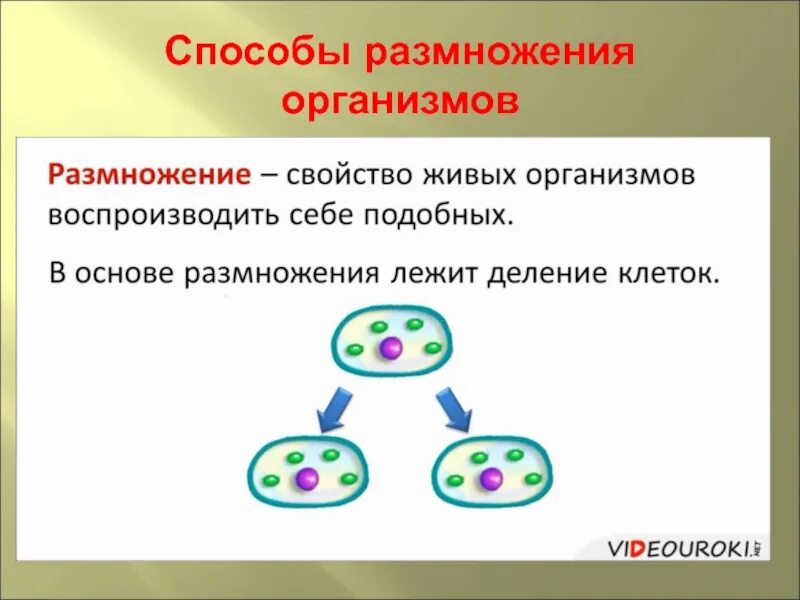 Размножение свойство живого. Размножение основное свойство живого. Размножение свойство живых организмов. Способы размножения организмов.