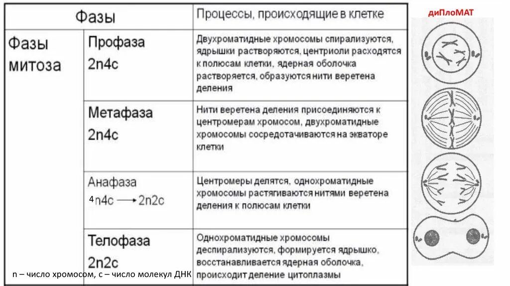 Таблица фаза митоза процессы рисунок. Митоз таблица с рисунком 9 класс. Таблица фазы митоза и процессы 9 класс. Стадии митоза таблица. Митоз фазы кратко