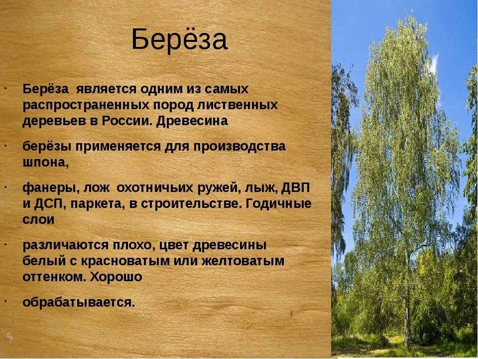 Описание березы. Береза характеристика дерева. Береза особенности дерева. Свойства древесиы берёзы. Береза какая описать