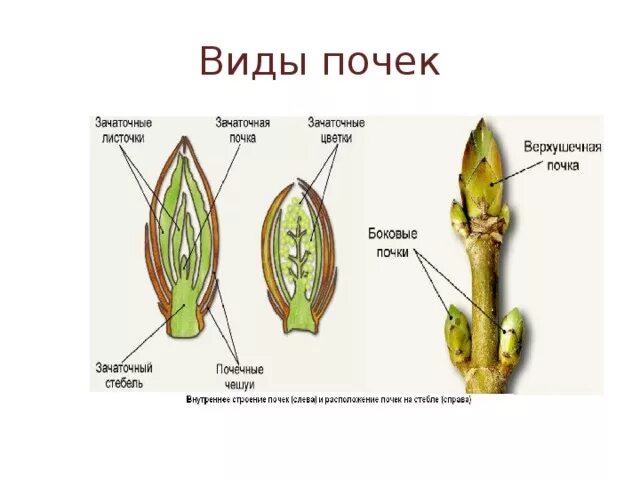 Контрольная по биологии почки. Верхушечные почки растений картины. Строение почки и побега. Почки на побегах цветов. Строение почки растения ВПР.