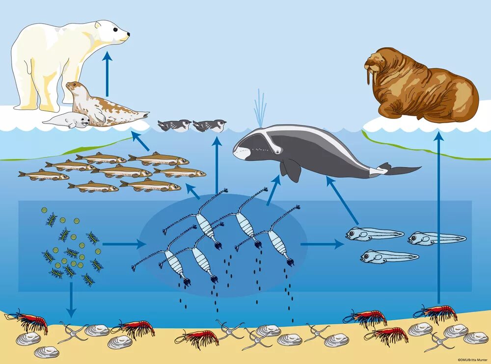 Изменения в водных экосистемах. Цепь питания в зоне арктических пустынь. Пищевая цепь Северного Ледовитого океана. Цепи питания Северного Ледовитого океана. Пищевая цепочка арктической пустыни 4 класс окружающий мир.