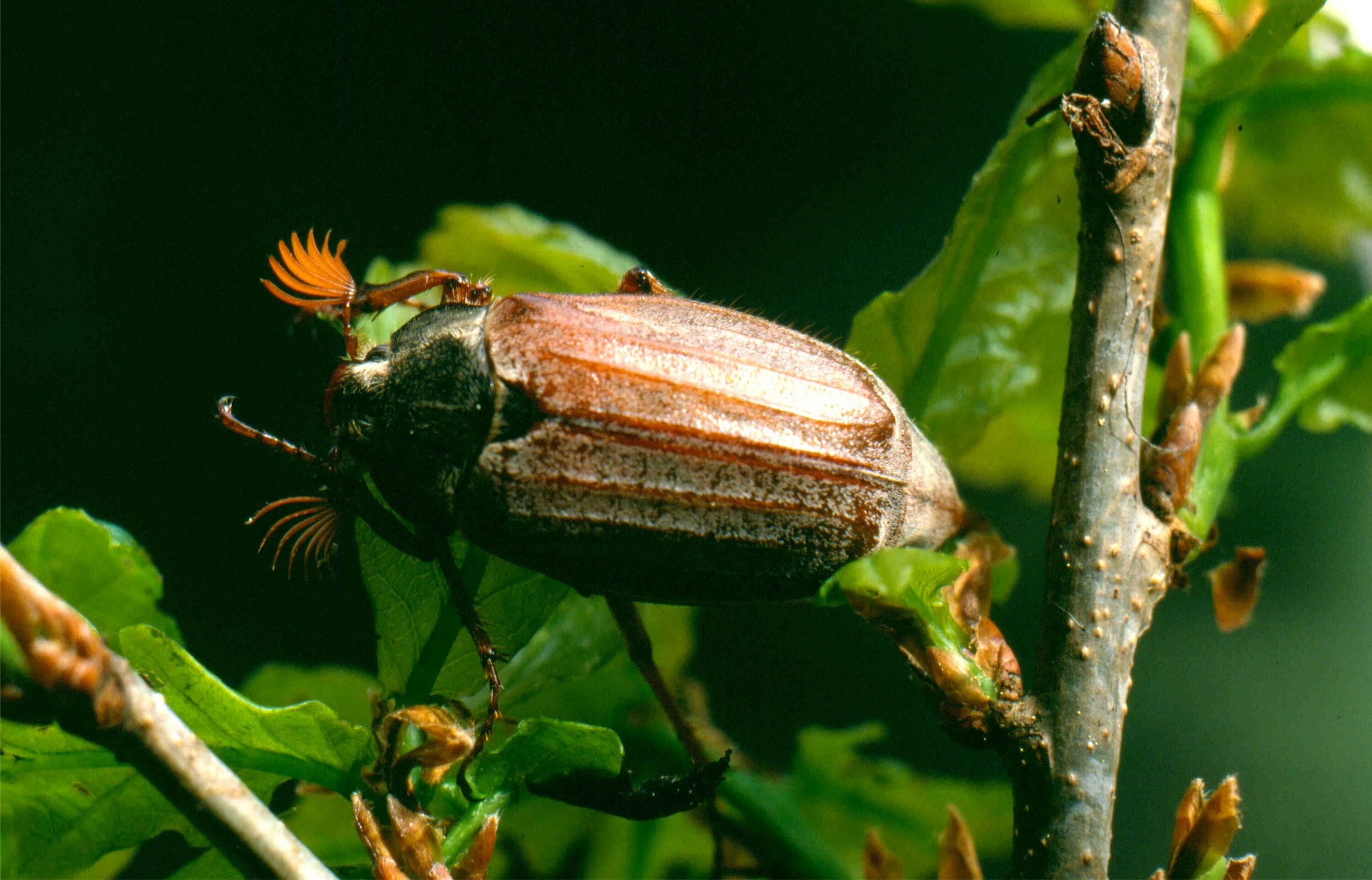 May bug