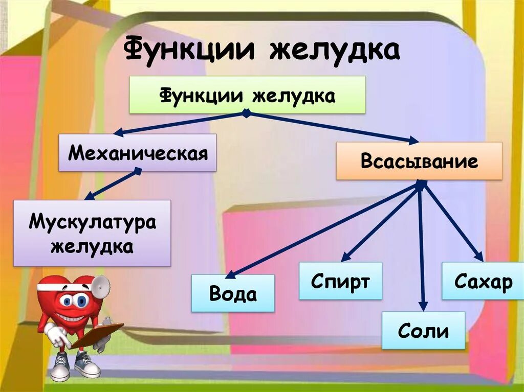 Функции желудка. Функции желудок функции. Функции желудка в пищеварении. Перечислите основные функции желудка.