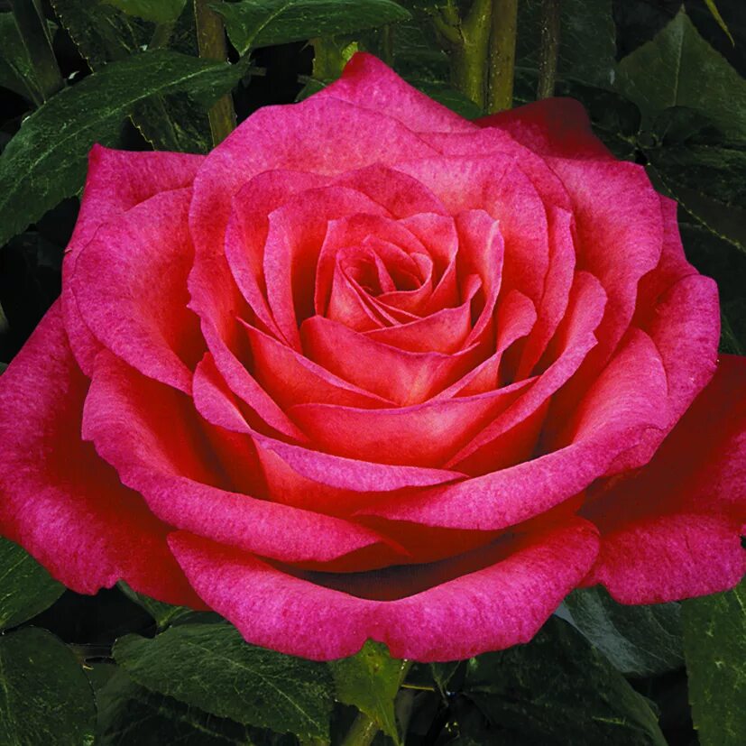 роза чайно-гибридная осирия. энциклопедия чайно гибридных роз. энциклопедия чайно гибридных роз. роза чайно-гибридная литке. роща чайно гибридная ностальджи.