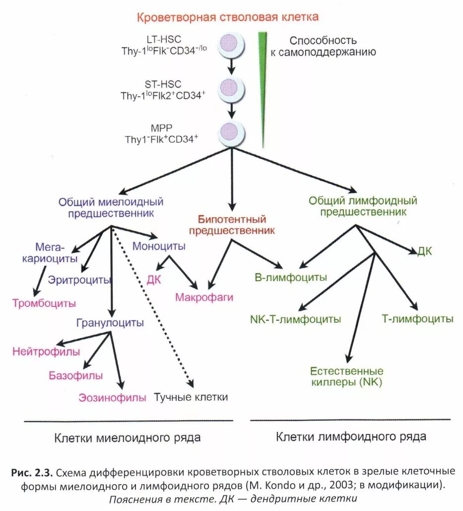 Дифференцировка стволовых клеток. Стволовые кроветворные клетки. кроветворные клетки предшественницы. типы дифференцировки клеток.