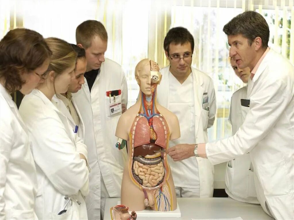 Сколько лет в медицинском институте. Учеба в медицинском. Подготовка врачей. Медики изучают анатомию.