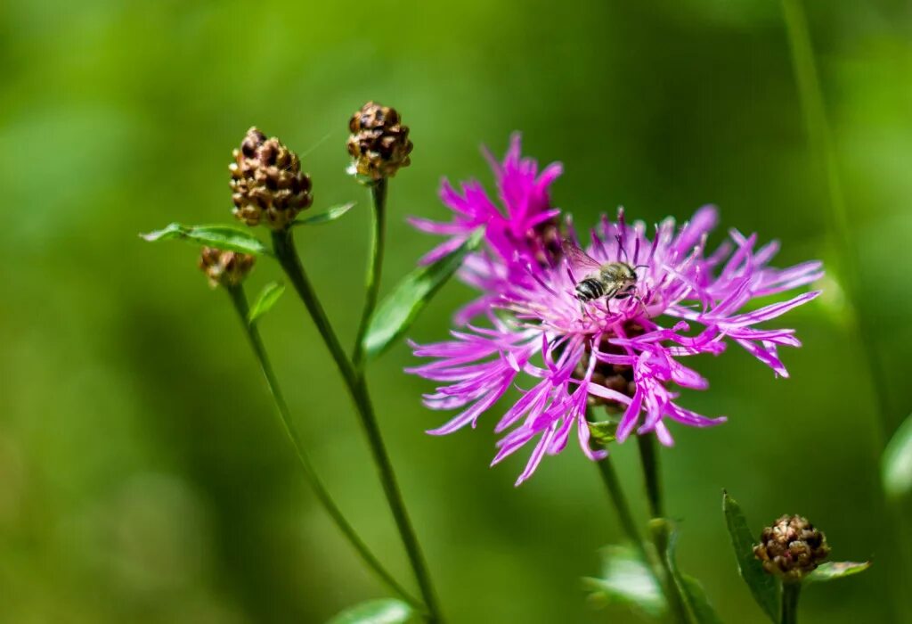 Centauréajácea – василёк луговой. Centaurea jacea. Медонос василек луговой. Василёк луговой. Цветок василька лугового.