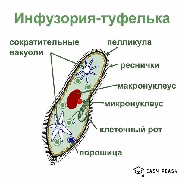 Клетка простейших состоит. Клеточная оболочка инфузории туфельки. Клетка инфузории туфельки. Строение инфузории туфельки. Одноклеточное животное инфузория.