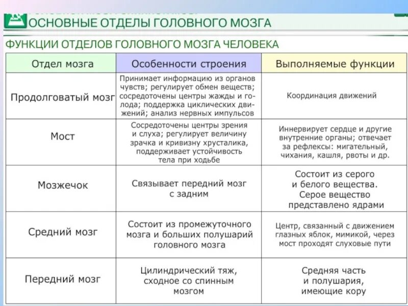 Структуры и функции отделов головного мозга. Строение и функции головного мозга таблица. Функции отделов головного мозга таблица 9 класс. Отделы мозга их строение и функции таблица. Таблица отделы головного мозга и их функции и строение.