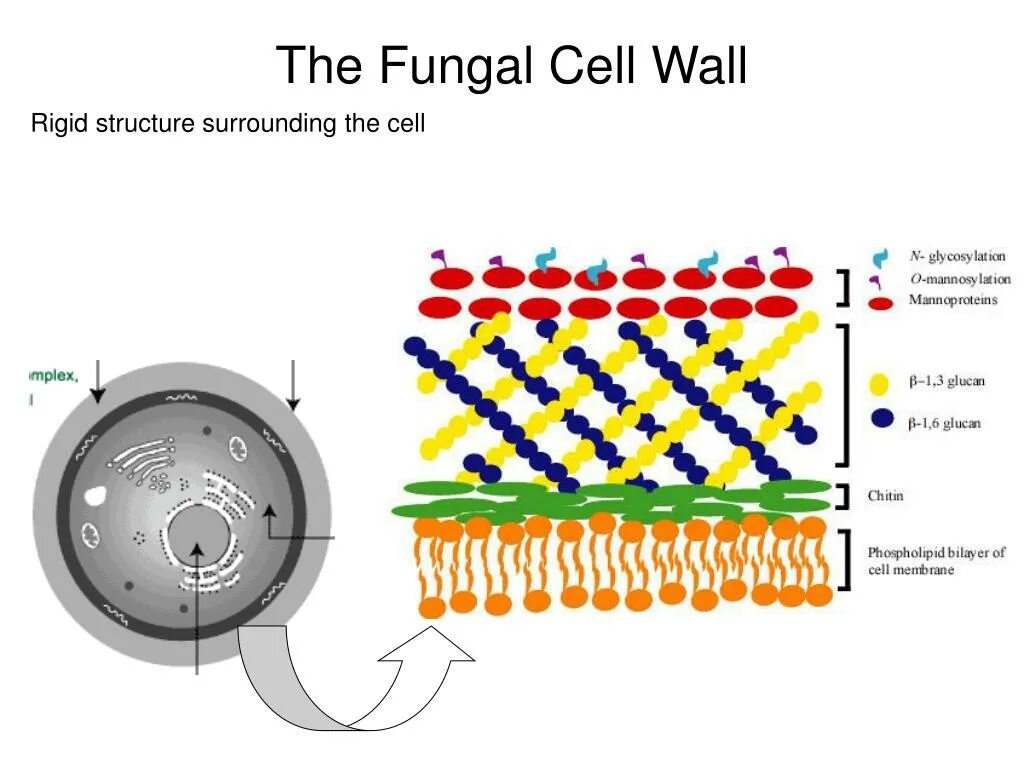 Fungal Cell Wall. Клеточная стенка. Cell Wall structure. Fungi Cell structure.