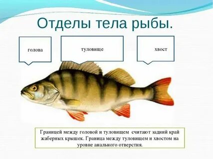 Какие плавники у окуня