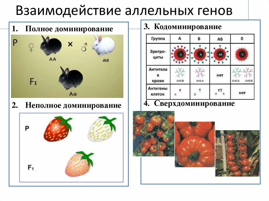 Кодоминирование неполное доминирование сверхдоминирование. Взаимодействие аллельных генов сверхдоминирование. Типы взаимодействия аллельных генов. Взаимодействие аллельных генов примеры.