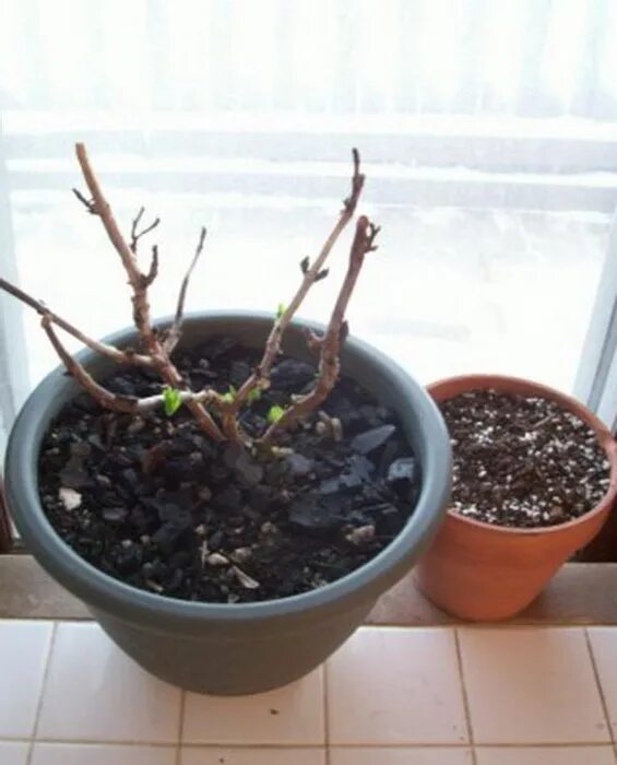 азалия засохла. как оживить засохшую розу в горшке. гортензия в периоде покоя. как оживить засохшую розу в горшке. комнатная роза чахнет.