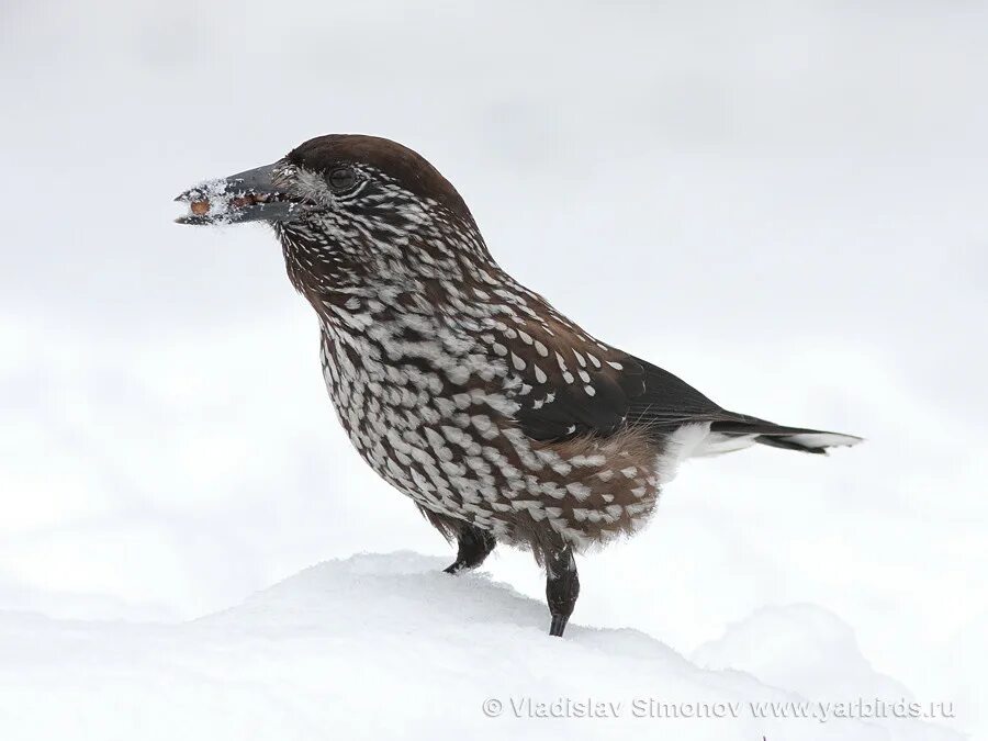 стелла города кемерово. кедровка рудничный район. жилой район кедровка кемерово. посёлок кедровка свердловская. ж р кедровка.