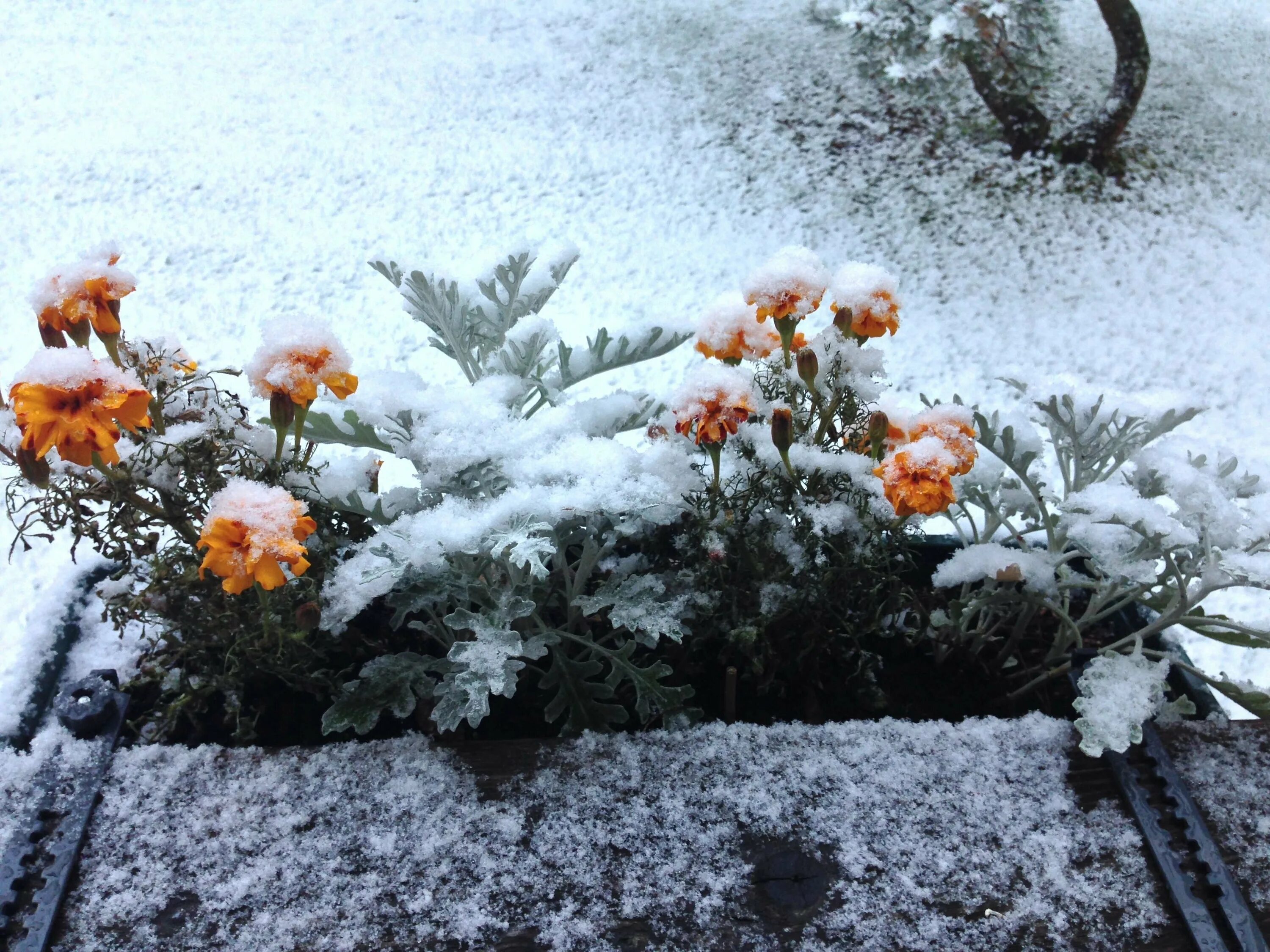 Первый снег в городе. Кемерово снег. Первый снег 2022. Выпадает 1 снег. Снегопад в кемерово.