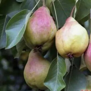 Купава сорт