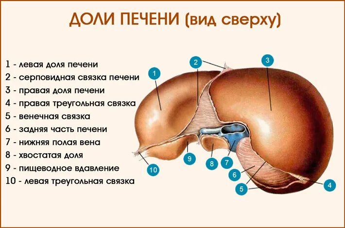 Левая печень увеличена. Доли печени.