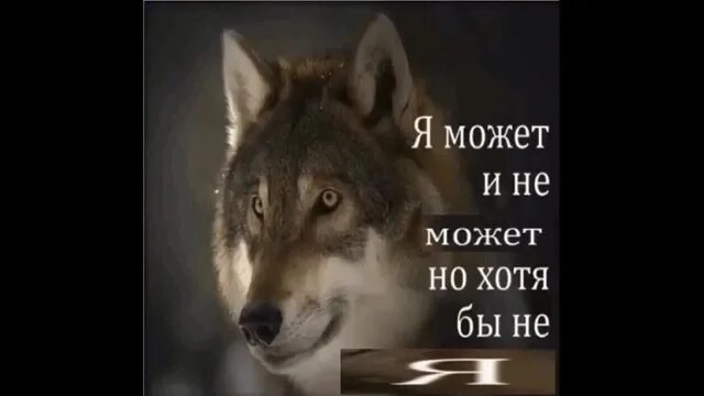 Безумно быть первым мем. Цитаты безумного волка. Безумно можно быть первым мем. Цитаты волков. Безумно можно быть первым мемы волки.