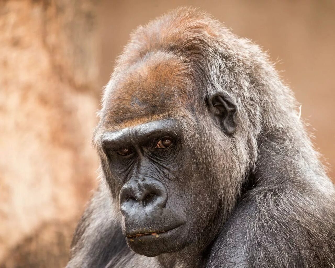 агрессивная обезьяна. обезьяна скалится. мандрил обезьяна. обезьяна всеядная. мандрил хищник.