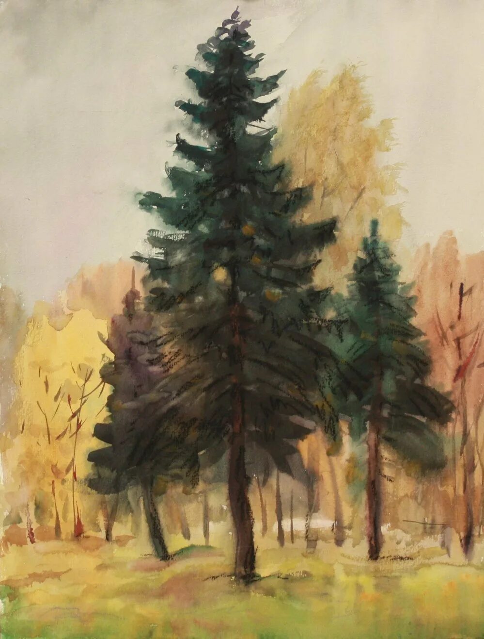 Ель гуашью. Андрияка сосны. ель акварелью. ель живопись.