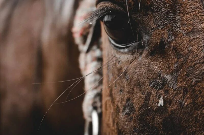 скот лошади. термометрия животных. проверить лошадь. кск картинки. как проверить скакуна.