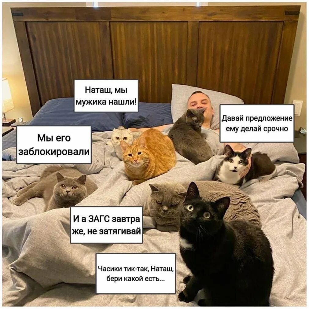 Мемы с котами. Мемы про котов. Котики и Наташа приколы. Наташа и коты мемы.