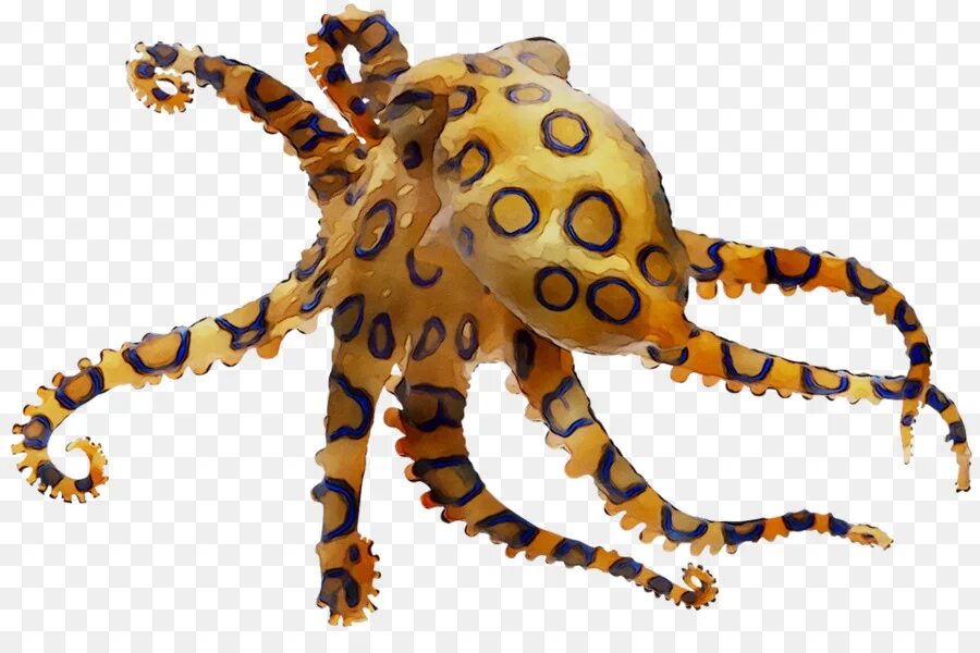 Синекольчатый осьминог. Синекольчольчатый осьминог. Семиколъчетый осменок. Австралийский Синекольчатый осьминог.